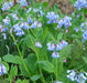 Virginia Bluebells (Bareroot ) Native,woodland wildflower - Caribbean garden seed