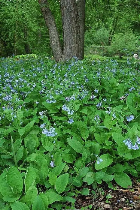 Virginia Bluebells (Bareroot ) Native,woodland wildflower - Caribbean garden seed