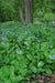 Virginia Bluebells (Bareroot ) Native,woodland wildflower - Caribbean garden seed