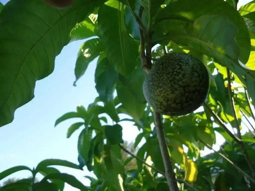 VOACANGA AFRICANA SEEDS - tropical evergreen shrub native to West Africa - Caribbean garden seed