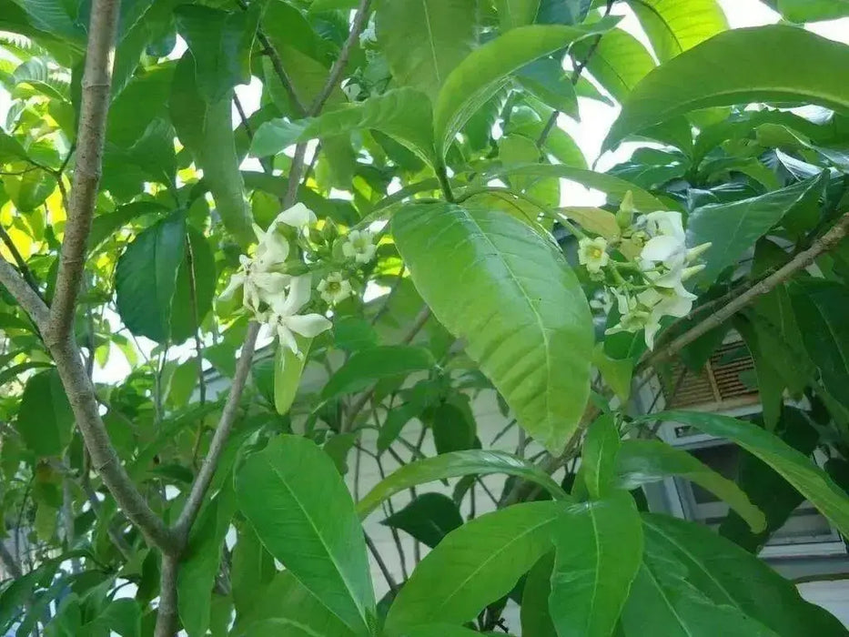 VOACANGA AFRICANA SEEDS - tropical evergreen shrub native to West Africa - Caribbean garden seed