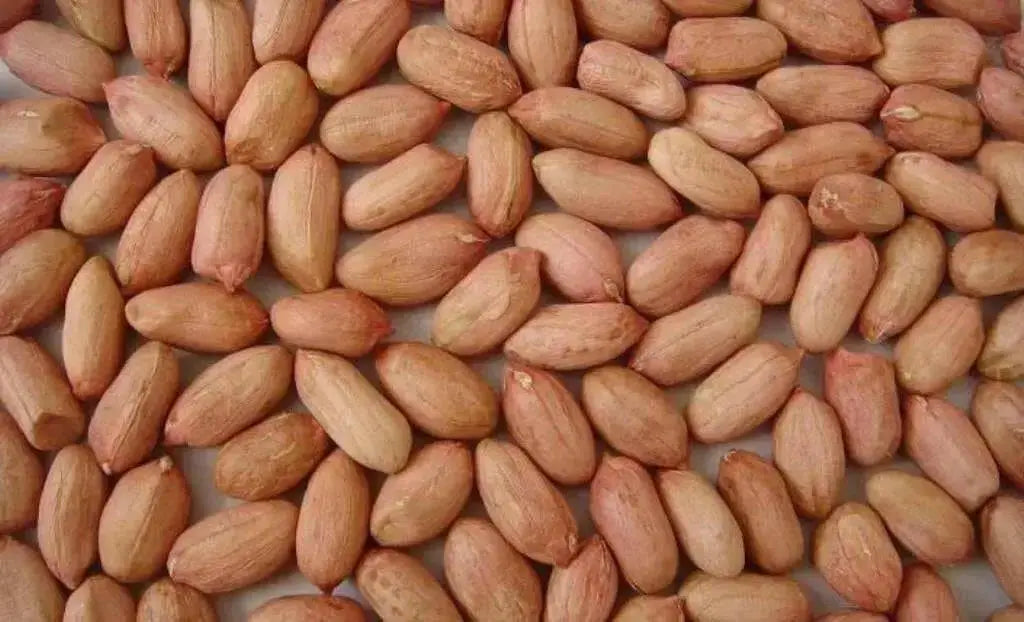 Virginia  Peanuts SEEDS (Untreated OUT OF SHELL) ORGANICALLY Grown ! - Caribbean garden seed