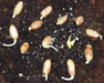 Virginia  Peanuts SEEDS (Untreated OUT OF SHELL) ORGANICALLY Grown ! - Caribbean garden seed