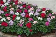 VINCA DWARF LITTLE MIX Periwinkle,flowers seed - Caribbean garden seed