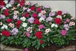 VINCA DWARF LITTLE MIX Periwinkle,flowers seed - Caribbean garden seed