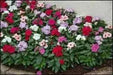 VINCA DWARF LITTLE MIX Periwinkle,flowers seed - Caribbean garden seed