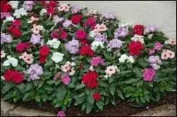 VINCA DWARF LITTLE MIX Periwinkle,flowers seed - Caribbean garden seed