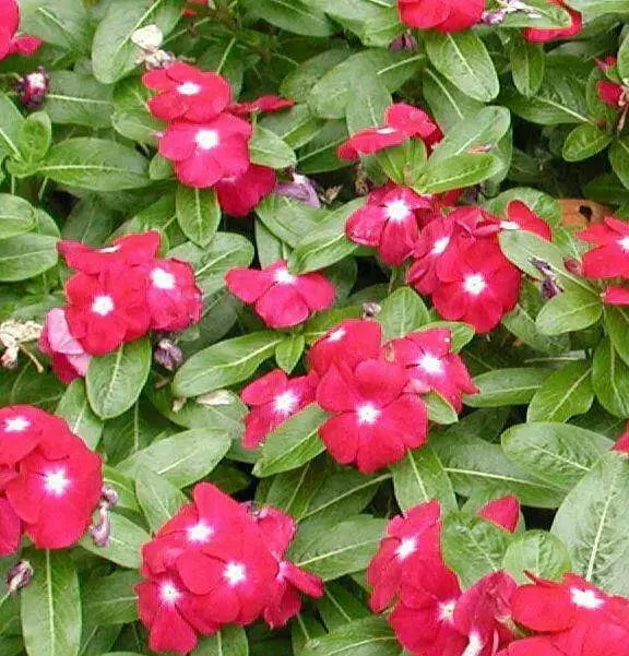 VINCA DWARF LITTLE MIX Periwinkle,flowers seed - Caribbean garden seed