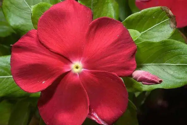 VINCA DWARF LITTLE MIX Periwinkle,flowers seed - Caribbean garden seed