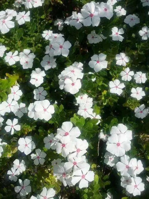 VINCA DWARF LITTLE MIX Periwinkle,flowers seed - Caribbean garden seed
