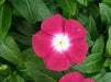 VINCA DWARF LITTLE MIX Periwinkle,flowers seed - Caribbean garden seed