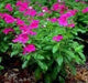 VINCA DWARF LITTLE MIX Periwinkle,flowers seed - Caribbean garden seed