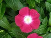 VINCA DWARF LITTLE MIX Periwinkle,flowers seed - Caribbean garden seed