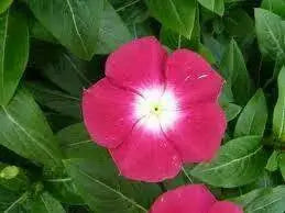 VINCA DWARF LITTLE MIX Periwinkle,flowers seed - Caribbean garden seed