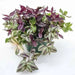 Wandering Jew Assorted, 3 LIVE PLANTS, PERENNIAL VINE - Caribbean garden seed