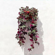 Wandering Jew Assorted, 3 LIVE PLANTS, PERENNIAL VINE - Caribbean garden seed