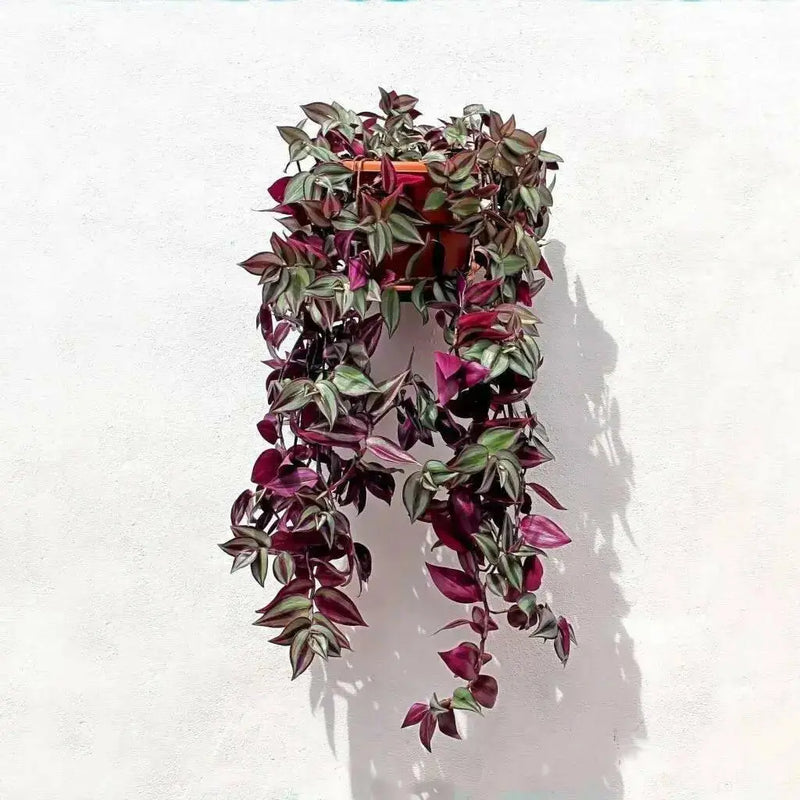 Wandering Jew Assorted, 3 LIVE PLANTS, PERENNIAL VINE - Caribbean garden seed
