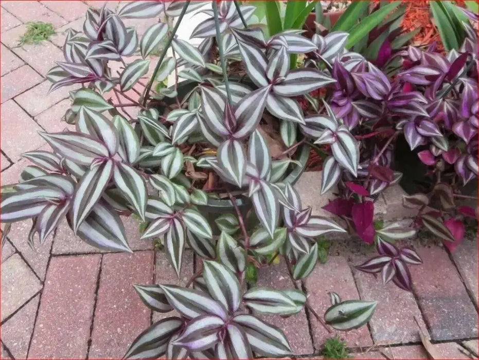 Wandering Jew Assorted, 3 LIVE PLANTS, PERENNIAL VINE - Caribbean garden seed