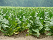 Virginia Bright Leaf TOBACCO SEEDS,Nicotiana tabacum - Caribbean garden seed