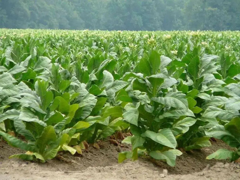 Virginia Bright Leaf TOBACCO SEEDS,Nicotiana tabacum - Caribbean garden seed