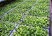 Virginia Bright Leaf TOBACCO SEEDS,Nicotiana tabacum - Caribbean garden seed