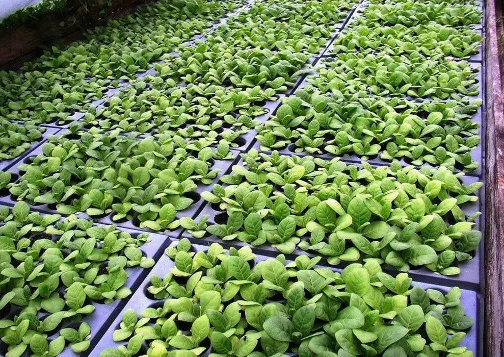 Virginia Bright Leaf TOBACCO SEEDS,Nicotiana tabacum - Caribbean garden seed