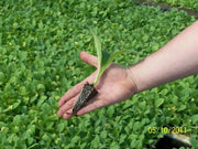 Virginia Bright Leaf TOBACCO SEEDS,Nicotiana tabacum - Caribbean garden seed