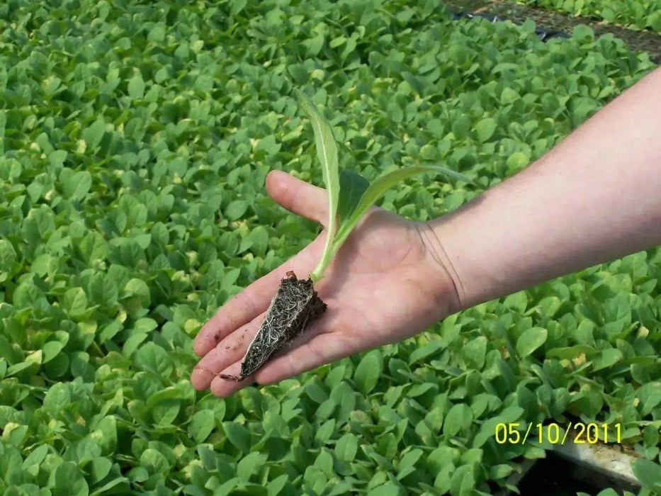 Virginia Bright Leaf TOBACCO SEEDS,Nicotiana tabacum - Caribbean garden seed