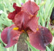 war chief Tall Bearded Iris- BAREROOT Plants, PERENNIAL - Caribbean garden seed