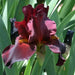 war chief Tall Bearded Iris- BAREROOT Plants, PERENNIAL - Caribbean garden seed
