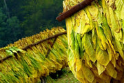 Virginia Bright Leaf TOBACCO SEEDS,Nicotiana tabacum - Caribbean garden seed