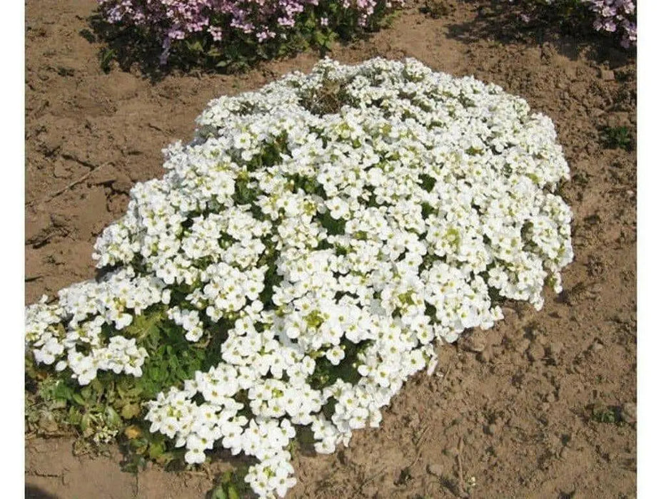 Wall Rock Cress Flowers seed- Arabis -  perennial ground cover - Caribbean garden seed