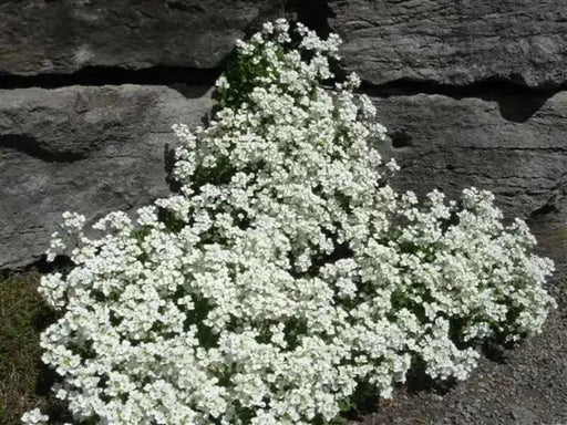 Wall Rock Cress Flowers seed- Arabis -  perennial ground cover - Caribbean garden seed