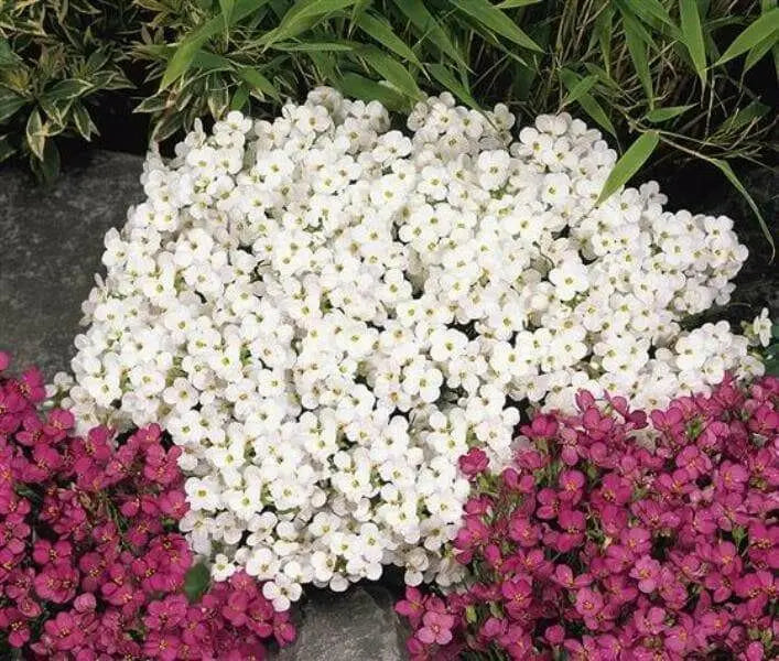 Wall Rock Cress Flowers seed- Arabis -  perennial ground cover - Caribbean garden seed