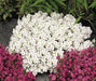 Wall Rock Cress Flowers seed- Arabis -  perennial ground cover - Caribbean garden seed