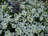 Wall Rock Cress Flowers seed- Arabis -  perennial ground cover - Caribbean garden seed