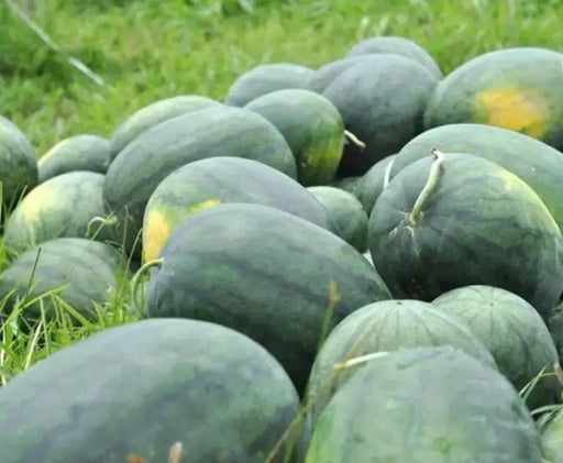 Watermelon Seeds 'Florida Giant' - Caribbean garden seed