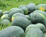 Watermelon Seeds 'Florida Giant' - Caribbean garden seed