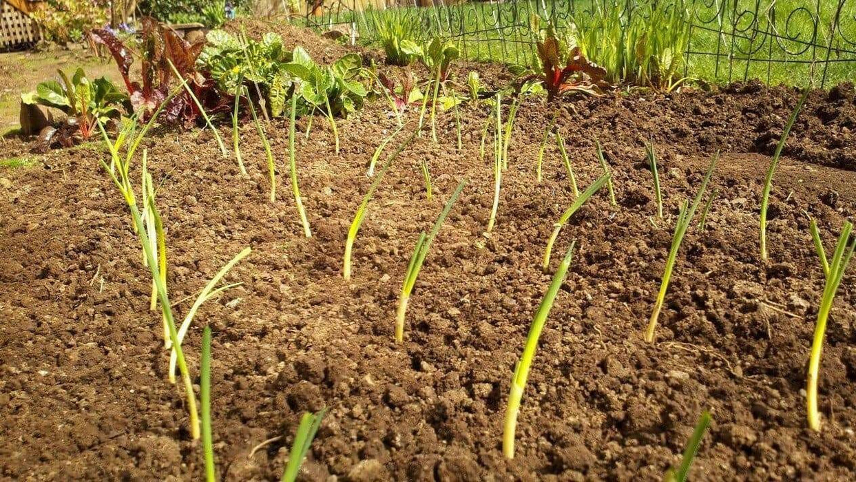 Walla Walla Onion Plants, LONG DAY ONION - Caribbean garden seed