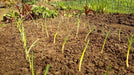 Walla Walla Onion Plants, LONG DAY ONION - Caribbean garden seed