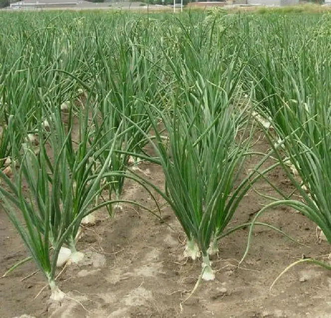 Walla Walla Onion Plants, LONG DAY ONION - Caribbean garden seed