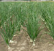 Walla Walla Onion Plants, LONG DAY ONION - Caribbean garden seed
