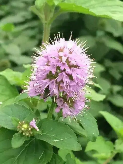 WATER Mint SEEDS, PERENNIAL HERB - Caribbean garden seed