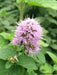 WATER Mint SEEDS, PERENNIAL HERB - Caribbean garden seed