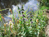 WATER Mint SEEDS, PERENNIAL HERB - Caribbean garden seed