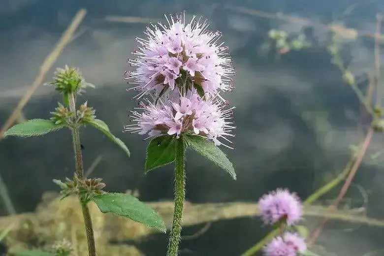 WATER Mint SEEDS, PERENNIAL HERB - Caribbean garden seed