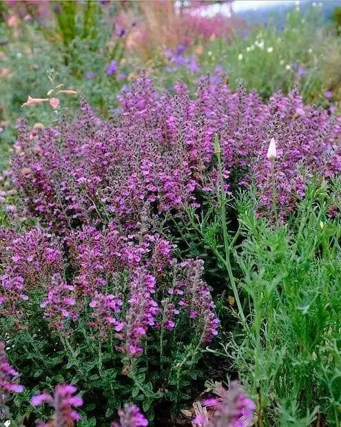 WALL GERMANDER SEEDS (Teucrium Chamaedris) PERENNIAL HERB - Caribbean garden seed
