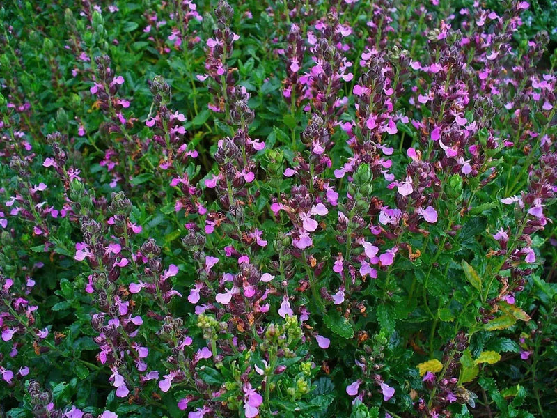 WALL GERMANDER SEEDS (Teucrium Chamaedris) PERENNIAL HERB - Caribbean garden seed