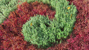 WALL GERMANDER SEEDS (Teucrium Chamaedris) PERENNIAL HERB - Caribbean garden seed