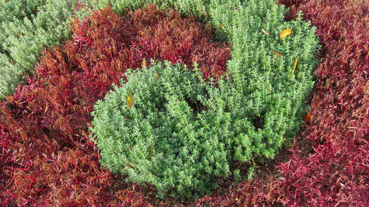 WALL GERMANDER SEEDS (Teucrium Chamaedris) PERENNIAL HERB - Caribbean garden seed